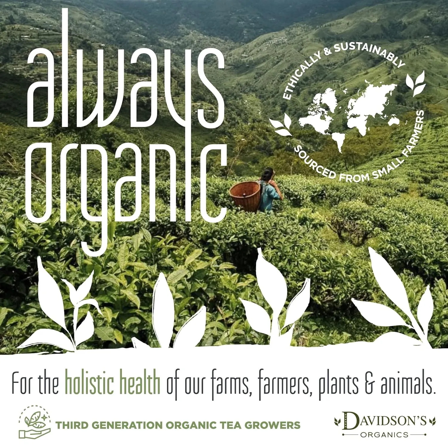 Davidson's Organics, Gunpowder Green, Loose Leaf Tea, 16-Ounce Bag(Packaging May Vary)