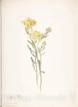 Historic Pictoric Art Print : Margaret Neilson Armstrong - American Wildflower with Yellow Blossoms : Vintage Wall Décor : 08in x 10in