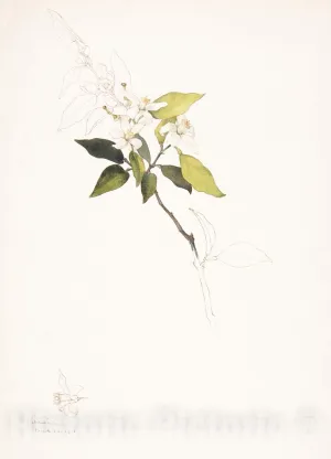 Historic Pictoric Art Print : Margaret Neilson Armstrong - White Flowers on a Vine : Vintage Wall Décor : 16in x 24in