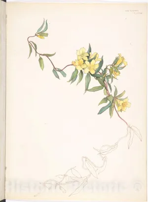 Historic Pictoric Art Print : Margaret Neilson Armstrong - Yellow Trumpet-Like Flowers on a Vine : Vintage Wall Décor : 18in x 24in