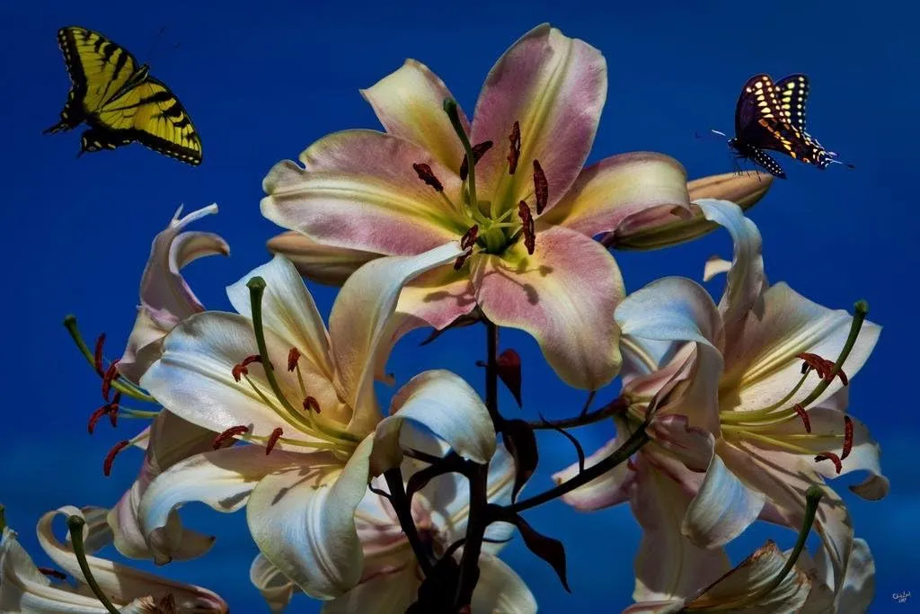 Laminated Flutterbye Paradise by Chris Lord Photo Photograph Poster Dry Erase Wall Art 16x24