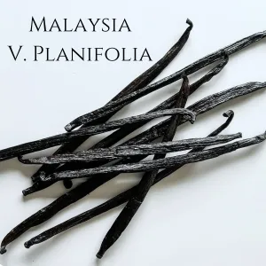 Malaysia V. planifolia Vanilla Beans